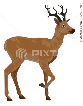 Deer, illustration Deer, illustration 12820709