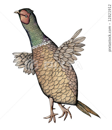 Pheasant, Color Illustration Pheasant, Color Illustration 12821912
