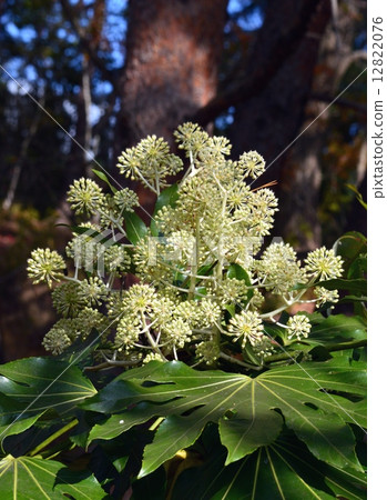 Yatsuda's flower and leaves 12822076