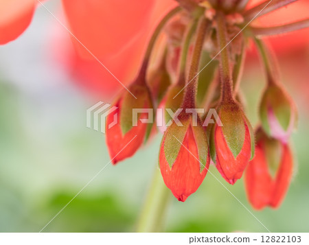 Budding of Begonia Budding of Begonia 12822103