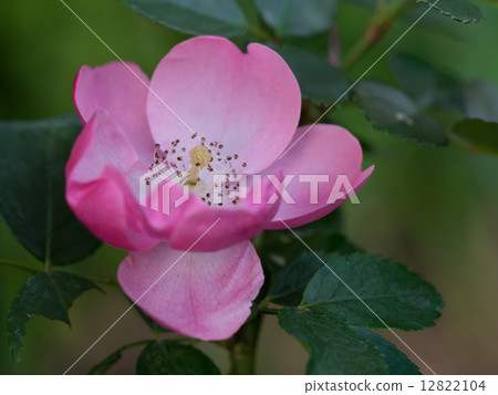 Angela of vine rose 12822104