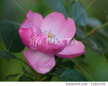 Angela of vine rose 12822105