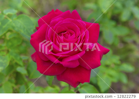 玫瑰花 12822279