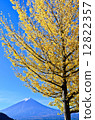 Gingko and Mt. Fuji 12822357