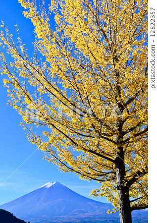 Gingko and Mt. Fuji 12822357