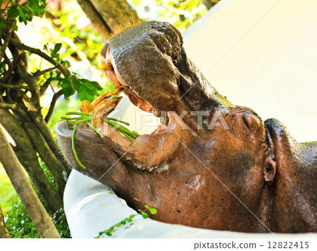 Hippopotamus eating vegetable in a zoo Hippopotamus eating vegetable in a zoo 12822415