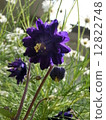 Double Flower Odamaki 12822748