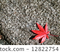 Maple  12822754