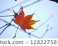 Maple  12822758