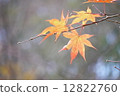 Maple  12822760