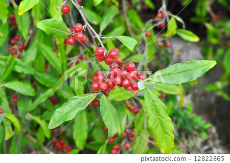 Akishimi fruit 12822865