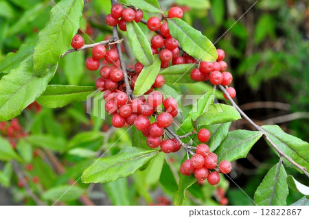 Akishimi水果 12822867