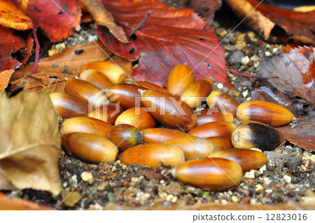Acorn Acorn 12823016