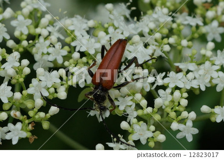 Kanakiri Akahana which eats pollen of a caterpillar Kanakiri Akahana which eats pollen of a caterpillar 12823017