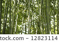 Bamboo grove 12823114
