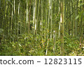 Bamboo grove 12823115