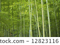 Bamboo grove 12823116