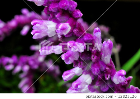 Mexican Bush Sage 12823126