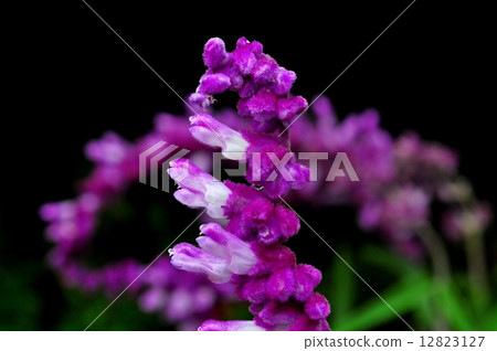 Mexican Bush Sage 12823127