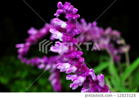 Mexican Bush Sage 12823128