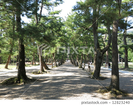 Izumo Taisha的松樹的方法 Izumo Taisha的松樹的方法 12823240
