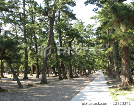 The approach of Izumo Taisha's pine 12823241