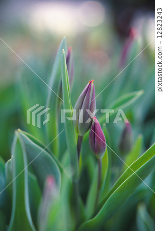 A lover Tulip 12823243