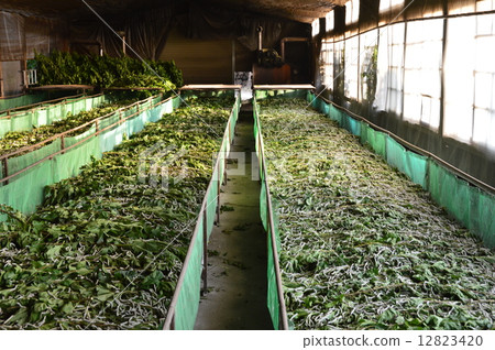 Sericulture farmers (Fukaya city, Saitama Prefecture) Sericulture farmers (Fukaya city, Saitama Prefecture) 12823420