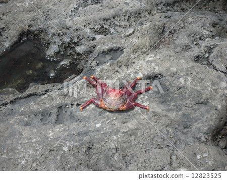 crab on the stones 12823525