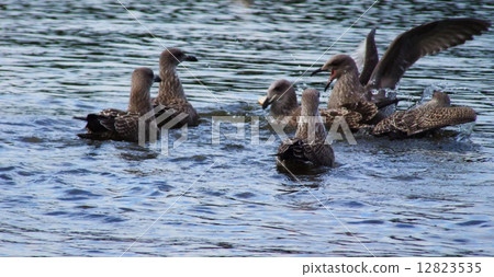 Seagulls family 12823535