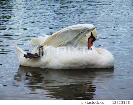 White swan on the water surface. 12823538