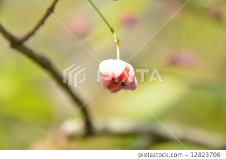 真弓果 真弓果 12823706