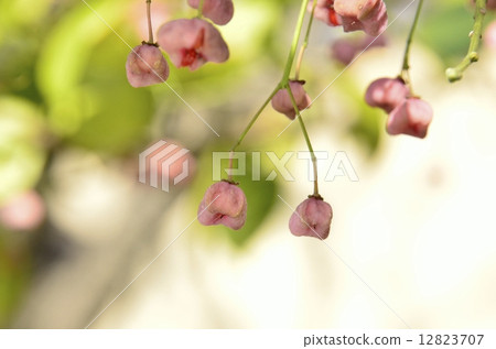 Mayumi fruit 12823707