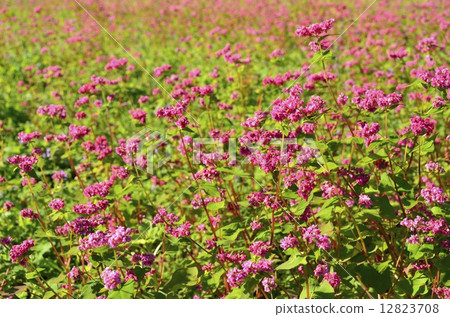 Red flower flowers 12823708