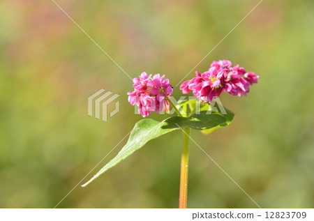 Red flower flowers 12823709