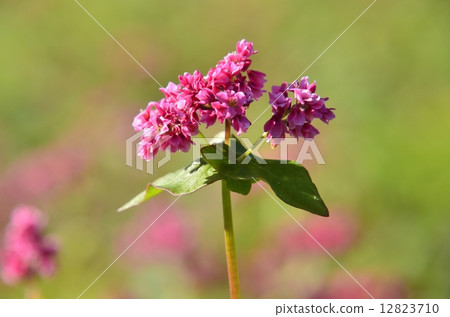 Red flower flowers 12823710