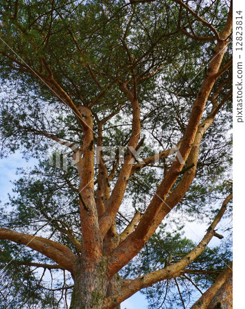 Green pine tree on blue sky 12823814