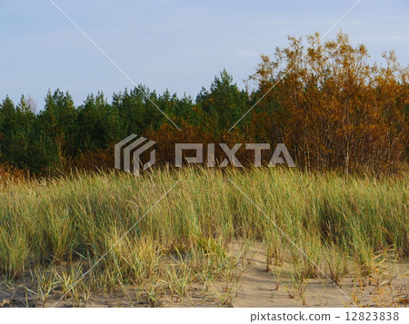 Autumn Colours in baltic beach 12823838