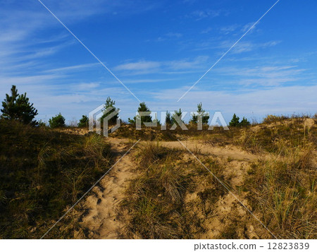 Green pine tree on blue sky Green pine tree on blue sky 12823839