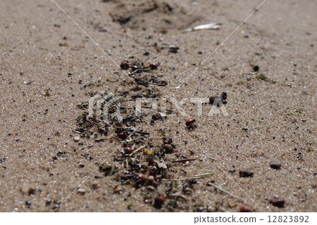 Latvian beach 12823892