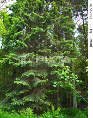 Green forest. Tree with green Leaves 12823916