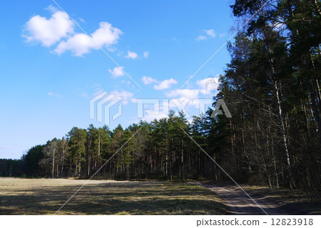 pine tree forest 12823918