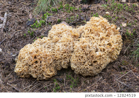 Cauliflower mushroom (Sparassis Crispa) - the Netherlands 12824519