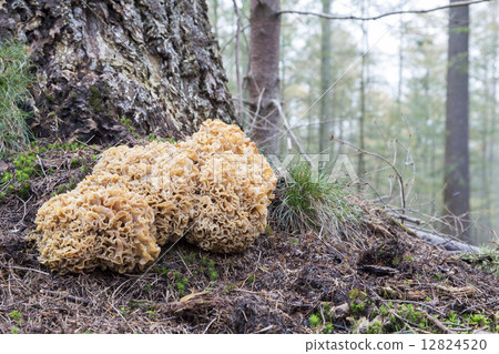 Cauliflower mushroom (Sparassis Crispa) - the Netherlands 12824520
