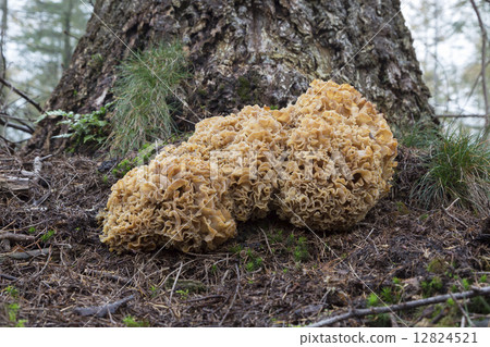 Cauliflower mushroom (Sparassis Crispa) - the Netherlands 12824521
