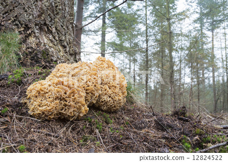 Cauliflower mushroom (Sparassis Crispa) - the Netherlands Cauliflower mushroom (Sparassis Crispa) - the Netherlands 12824522