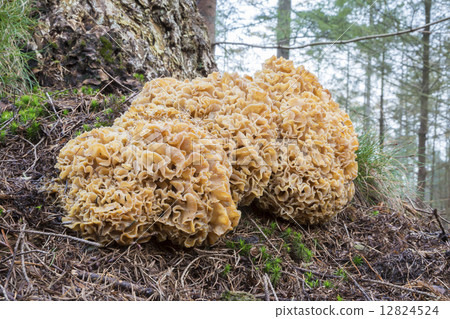 Cauliflower mushroom (Sparassis Crispa) - the Netherlands 12824524