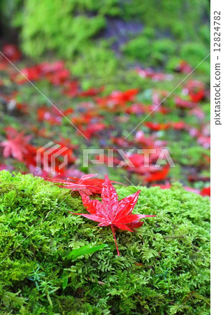 Uno Yu ~ Late Autumn ~ 12824782