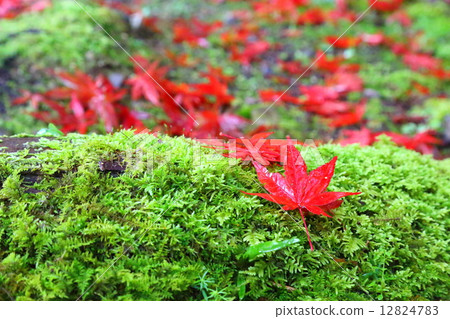 Uno Yu ~ Late Autumn ~ 12824783