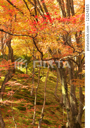 Arashiyama Ranjikoji Arashiyama Ranjikoji 12824885